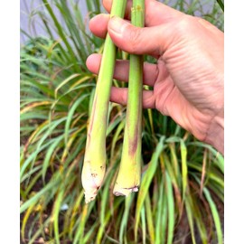 TomorrowSeeds - West Indian Lemongrass Seeds - 4500+ Count - For 2025 Planting Citronella Landscaping Therapeutic Medicinal Mosquito And Fly Repellent Lemon Grass Grow Your Own Home Farm Patio Healthy