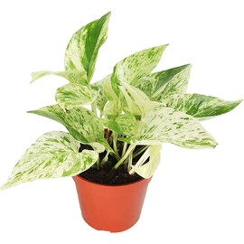 California Tropicals Pothos Snow Queen - 4" Live Plant - Variegated White and Green Leaves - Easy to Care for - Perfect for Indoor and Outdoor Home Decor, Office, and Gift - Pot Included