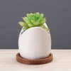 SJBAG Ceramic Animal Shark Shaped Flower Pot - Unique and