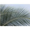 Fine Art Canvas Tropical Canvas Wall Decor by Artist Dennis