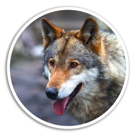 2 x 10cm Wild Wolf Vinyl Stickers - Wolves Spirit Sticker Laptop Luggage #8235 (10cm Wide)