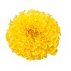 Outsidepride Marigold Yellow - 1000 Seeds