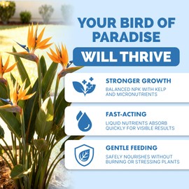 Bird of Paradise Fertilizer – Liquid Plant Food for Bigger Tropical Leaves, Stronger Roots & Healthy Upright Growth, 32 oz