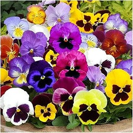 125 Pansy ‘Swiss Giants Mix’ Flower Seeds Viola wittrockiana, Colorful Flower, Non-GMO Heirloom Seeds - Hardy Annual