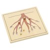 Elite Montessori Root Puzzle
