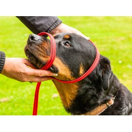 Gencon All-in-1 Headcollar and Lead Right-handed Black