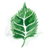 Shiso Leaf Tea - " Mauifarmacy Grown Perilla "- USA