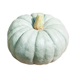 Jarrahdale Large Blue Pumpkin Seeds - One of The Most Intereting and Decorative Pumpinks as Well as Delicious