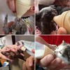 Kitten Bottles for Nursing,Puppy Bottles and Syringes for Nursing Puppy