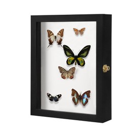IHEIPYE Insect Display Case Wall Mount Bug Display Collection Box for Butterfly Specimen with Anti Fade UV Protection Acrylic Top Eva Foam Pinning Board and 3 Sizes Pins Insect Shadow Box-Large Black