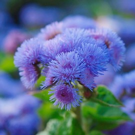 Ageratum Seeds Floss Flower Annual Cut Flowers Attract Butterflies Deer Rabbit Resistant Low Maintenance Bed Border Edging Outdoor 250Pcs Flower Seeds by YEGAOL Garden