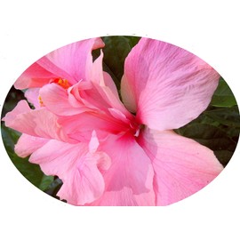 Cele Tinney Tropical Hibiscus Live Plant Heirloom Double Crested Pink Flowers Starter Size 4 Inch Pot Emeralds TM