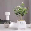 VISTATU 100+ Climbing Jasmine Flower Seeds Fragrant Plant for Planting