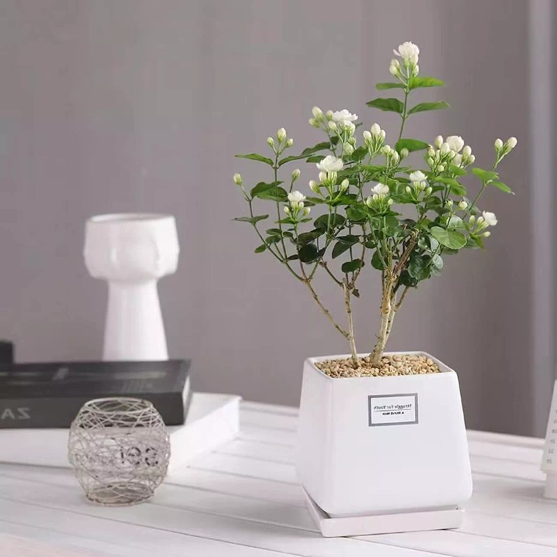 VISTATU 100+ Climbing Jasmine Flower Seeds Fragrant Plant for Planting