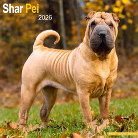 Shar Pei 2026 Calendar | Square Wall Calendar | Dog Breed Gift | Plastic Free Packaging | by Avonside Publishing