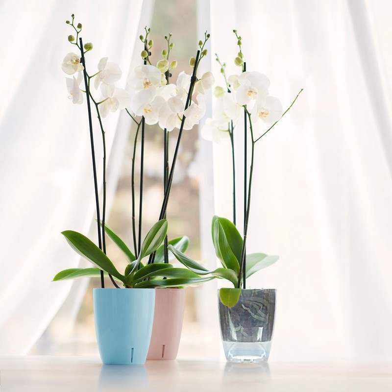 Happy Plants Orchid Pot D 12.5 cm Flower Pot with