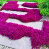 21000+ Mixed Creeping Thyme Seeds - Thymus serpyllum, Fast-Growing Drought-Tolerant