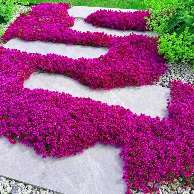 21000+ Mixed Creeping Thyme Seeds - Thymus serpyllum, Fast-Growing Drought-Tolerant