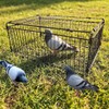 Bird Trap Cage Pigeon Quail Chicken Outdoor Trapping Live Small