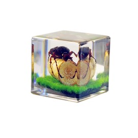 1.5" Real Antler Horned Beetle Cube Desk Decoration