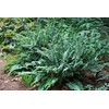 Perennial Farm Marketplace Polystichum acrostichoides (Christmas) Hardy Fern, Size-#1 Container,