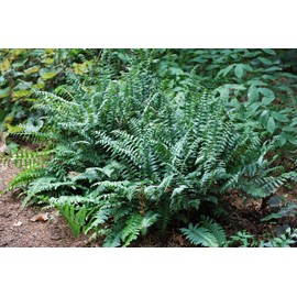 Perennial Farm Marketplace Polystichum acrostichoides (Christmas) Hardy Fern, Size-#1 Container, Dark Green Fronds