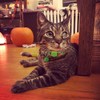 BoomBone 2 Pack Thanksgiving Cat Collar,Safety Puppy Collars Breakaway with