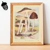 Ink Inc. Botanical Wall Art Prints - Wild Mushrooms -