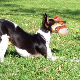 DOGOWU Dog Chew Toys,Creative Shoes Shape Squeaky Toy, Durable and Safe Dog Playing Toy Funny Shoes Sound Toy for Small and Medium Pets