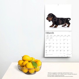 Dachshund Puppies | 2024 12 x 24 Inch Monthly Square Wall Calendar | BrownTrout | Animals Dog Breeds Puppy