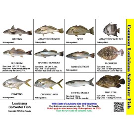 Louisiana Saltwater Fish Identification Card Set - Three Waterproof Cards Showing 60 Common Fish and 17 Sharks in True-to-Life Photographs with Current 2024 LDWF Rules and Additional Information.