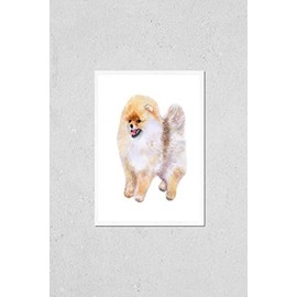 Poster Reproduction of Watercolor closeup portrait of Pomeranian dog isolated on white background. funny dog showing tongue. Hand drawn sweet home pet. Popular toy breed dog smiling. Greeting