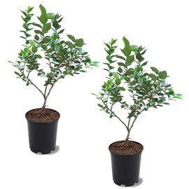 Alapaha Blueberry Bush, Rabbiteye, Abundant Harvests, Vigorous Growth, Ornamental Value, 1 gal, Nursery Pot (Due to Agricultural Laws, we Cannot Ship to CA, AZ, AK, or HI), 2 Blueberries