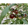 Tim's Tomatoes Bosque Blue Tomato Seeds | Organic | Rare