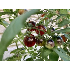 Tim's Tomatoes Bosque Blue Tomato Seeds | Organic | Rare Tomatoes | Indigo | Purple | Vegetable
