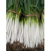 Atlas Scallion Onion Vegetable Seeds - Over 10,00 Seeds