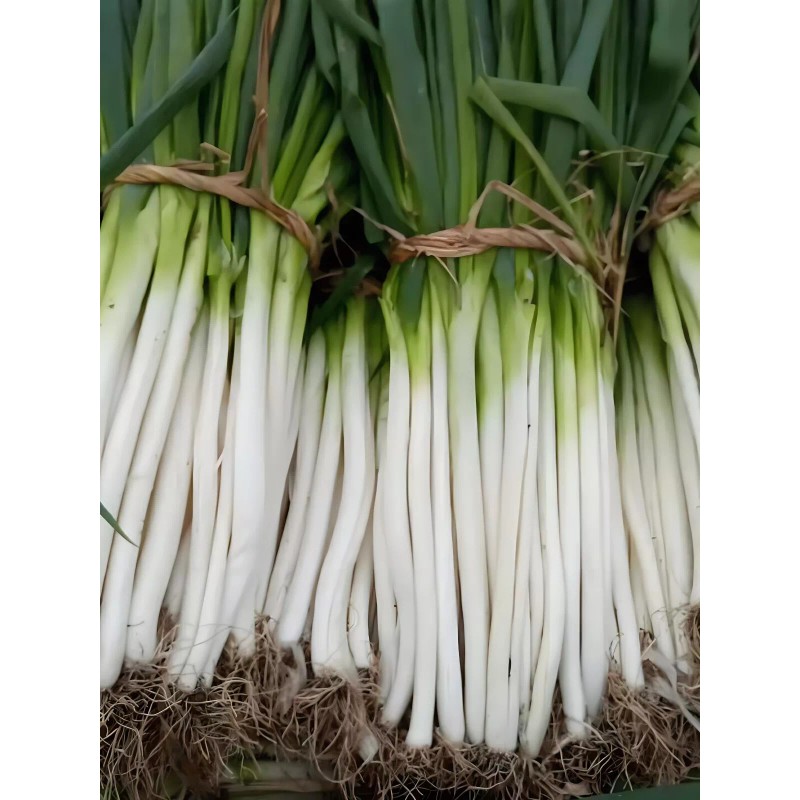 Atlas Scallion Onion Vegetable Seeds - Over 10,00 Seeds