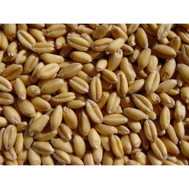 Soft White Wheat 15 Lbs, Joseph's Grainery Wheat Berries, All