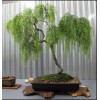 Twigz Nursery 2 DRAGON BONSAI CUTTING STARTS! Weeping Willow Tree