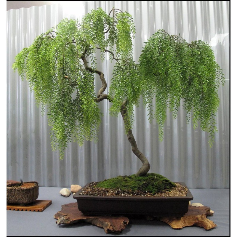 Twigz Nursery 2 DRAGON BONSAI CUTTING STARTS! Weeping Willow Tree
