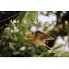 WILDLIFEGARDEN Wildlife Garden WG4446 DecoBird Flying Field Lark - Hand