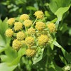 Outsidepride Lovage Herb Plant Seeds - 1000 Seeds