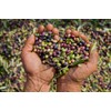 Mani Organic Pitted Kalamata & Green Olives Al Naturale 175