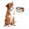 Woolly Wolf Alpha 360 Collar for Medium Dogs Size M
