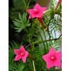 30+Tri Color Mix Cypress Hummingbird Vine Seeds(Cardinal Climber)Red,Wh