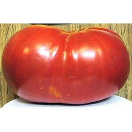 Tomato Big Zac - Six Pounders