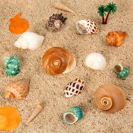 12PCS Hermit Crab Shells | Natural Sea Conch Size 1.6"-3.2" | Growth Turbo for Small to Medium and Large Crabs, Saltwater Hermit Crab Supplies and Sea Shell for Beach Decor | WeDoSoy