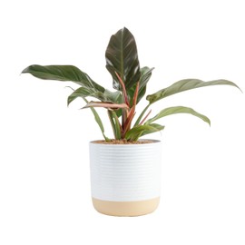 Costa Farms Philodendron Live Plant, Large Easy to Grow Indoor Houseplant, Grower's Choice Collection, Potted in Minimal Decor Plant Pot, Housewarming Gift, Home and Room Decor