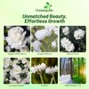 Outsidepride White Carnation Seeds - 2000 Pcs Biennial, Easy to