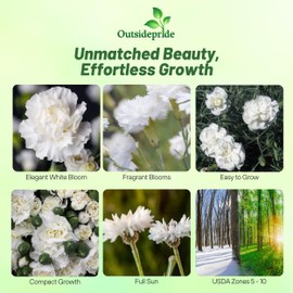 Outsidepride White Carnation Seeds - 2000 Pcs Biennial, Easy to Grow Flower Seeds for Planting with Fragrant Blooms, Ideal for Pollinators, Cutting Gardens, Bouquets, & Floral Arrangements